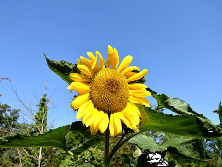 Sonnenblume