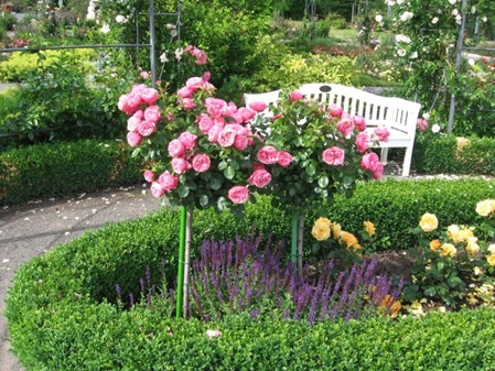 Rosarium Sangerhausen